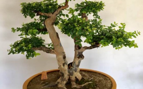 雀梅可以用营养土种植吗