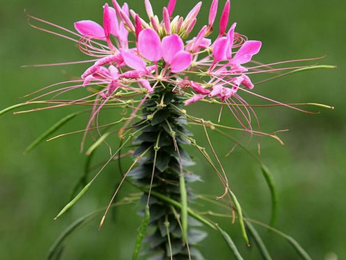 盆栽醉蝶花养殖方法
