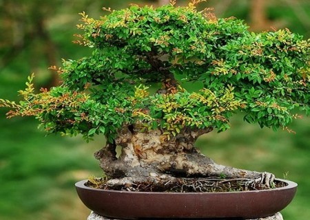 榆树盆景移栽方法