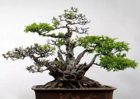 树木盆景树桩封口技术