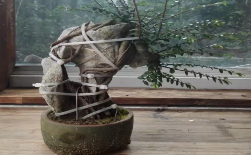 榆树怎么附石-榆树附石盆景制作方法