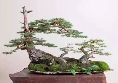 崖柏盆景养护条件和技巧