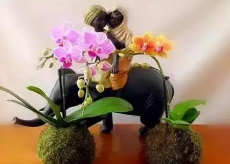 悬挂式盆景DIY制作方法