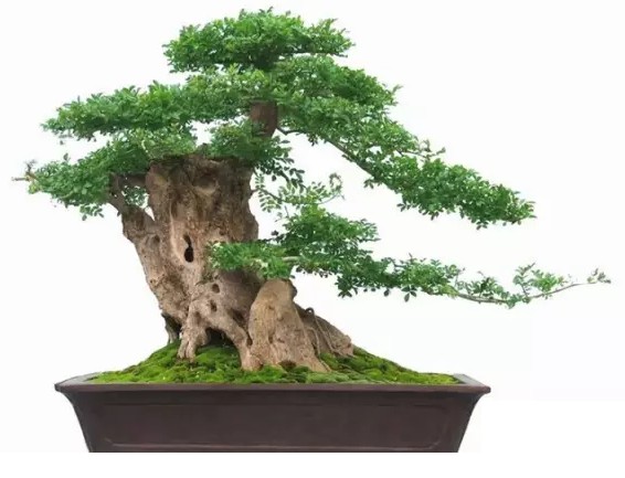 关于扬派盆景及其特点