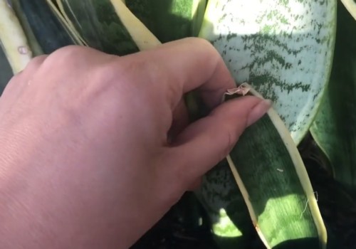 虎皮兰怎么快速繁殖？教你几个实用方法