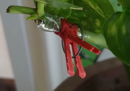 绿萝怎么嫁接？详细方法步骤一看就会