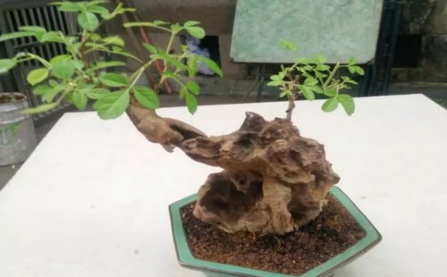 黄荆盆景初期怎么浇水