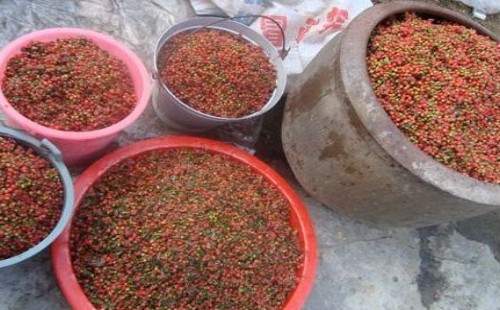 红豆杉什么时候播种红豆杉种子播种方法