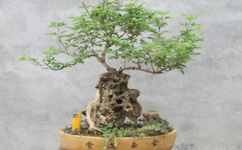 黄荆盆景怎么摘叶缩叶