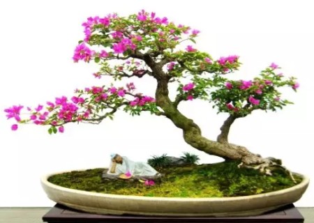 三角梅盆景怎么修剪？附修剪过程图