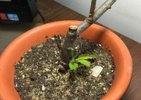 梅花繁殖方法技术