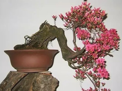 盆景花卉如何施肥？施肥过量怎么办？