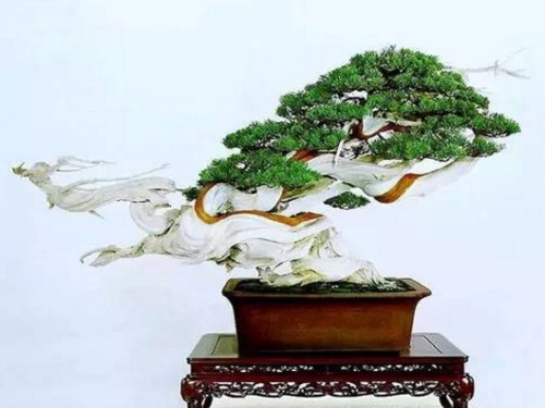 柏树盆景怎么养（养护技巧）