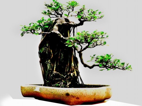 树桩盆景怎么浇水？正确的浇水方法详解