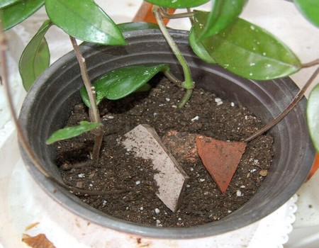 球兰花如何繁殖？常用繁殖方法详解