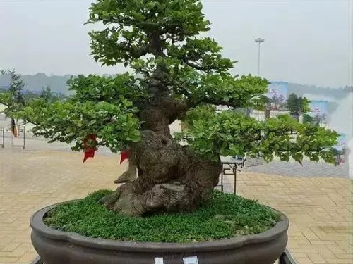 黑骨茶盆景浇水技巧