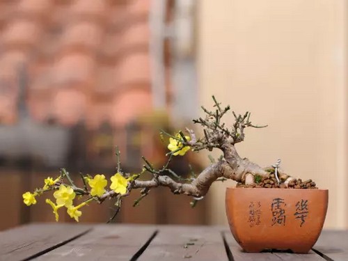 小品盆景施肥方法及注意事项