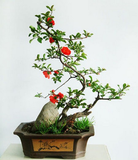 石榴盆景施肥技术要点与方法详解