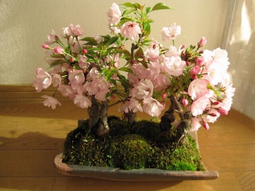 象征意义及花语 樱花的象征意义及花语