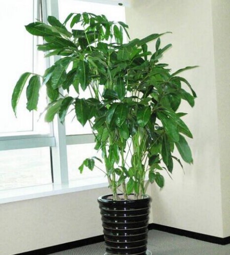 风水植物分类有哪些 室内盆栽植物与风水的讲究
