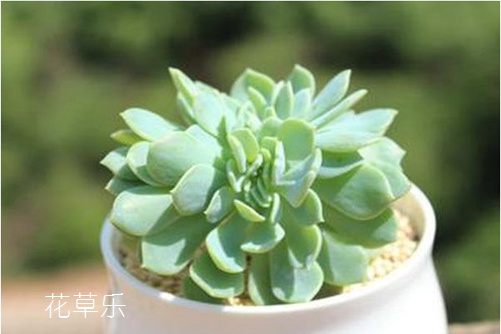 花木生长习性 刀剑乱舞千羽鹤，千羽鹤的习性及植物形态