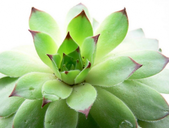 怎么养好多肉植物？请注意介质、浇水与光照 多肉植物修根技巧