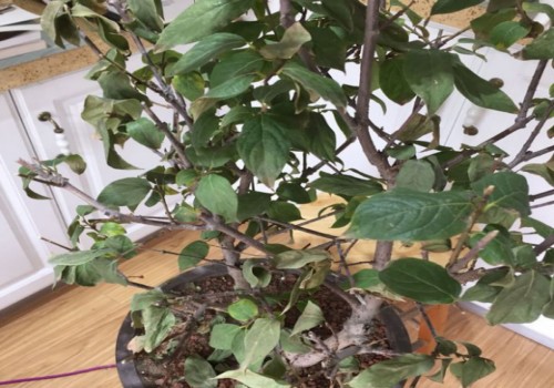 认识植物的习性与养护 梅花移栽后干梢是什么原因