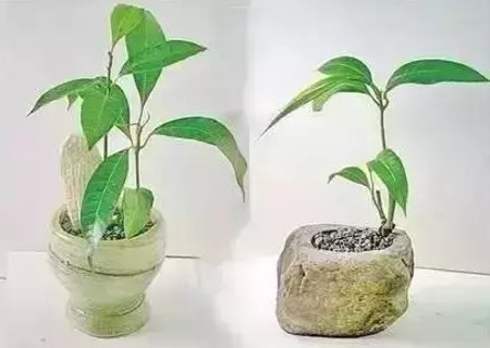 适合怎样的生长环境 芒果生长环境