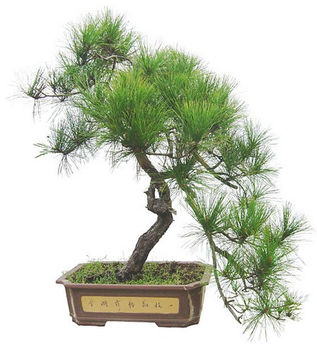 松树的象征意义，松树的花语 花语大全