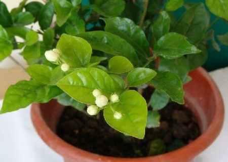 如果做好花期的管理 如何延长茉莉花花期