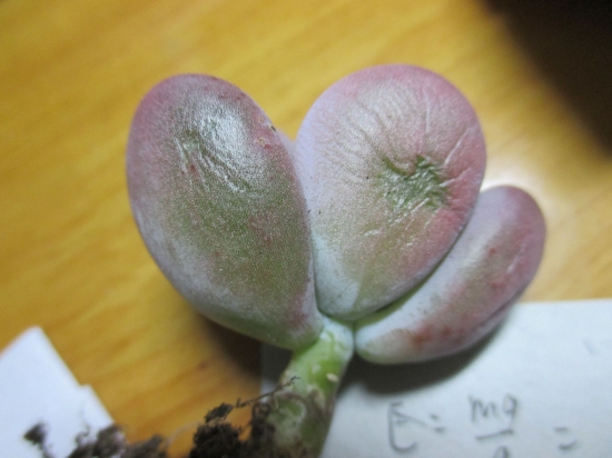 多肉叶子干瘪怎么办？找准原因是关键