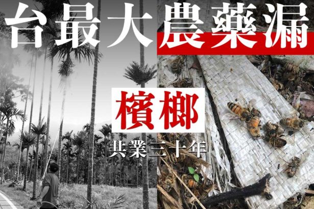 【独家调查】揭开全台最大农药漏洞│槟榔共业30年│上下游