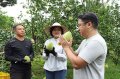 照顾柚农云林县府补助文旦柚10%保险费