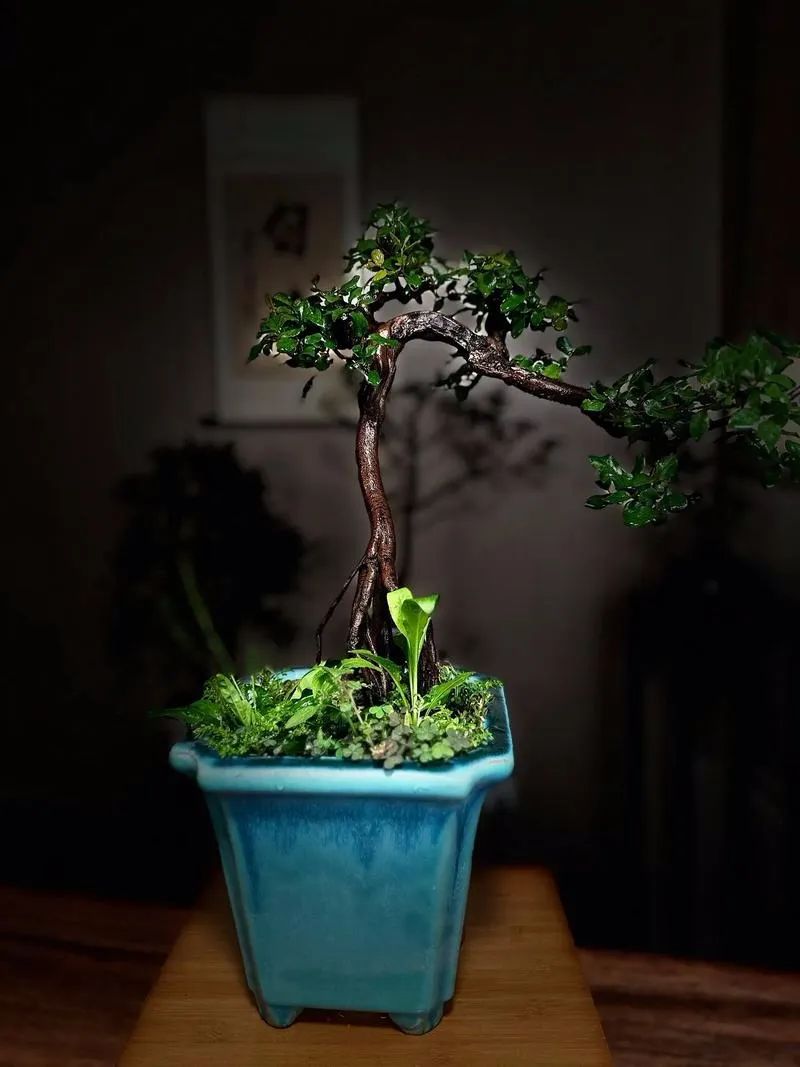 雀梅的花语和寓意是什么 雀梅盆景养殖养护方法和注意事项