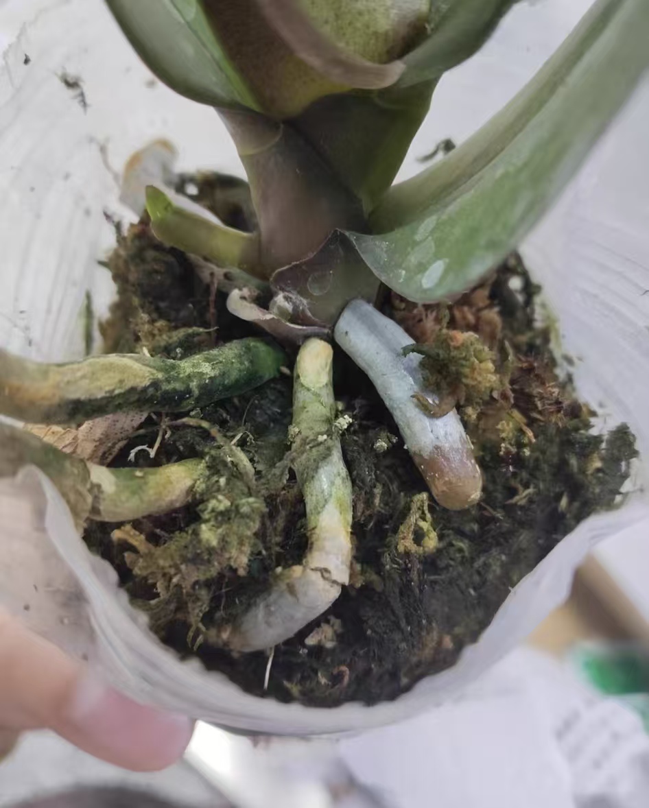 蝴蝶兰常见的病有哪些种类呢？蝴蝶兰怎么防治病虫害呢？