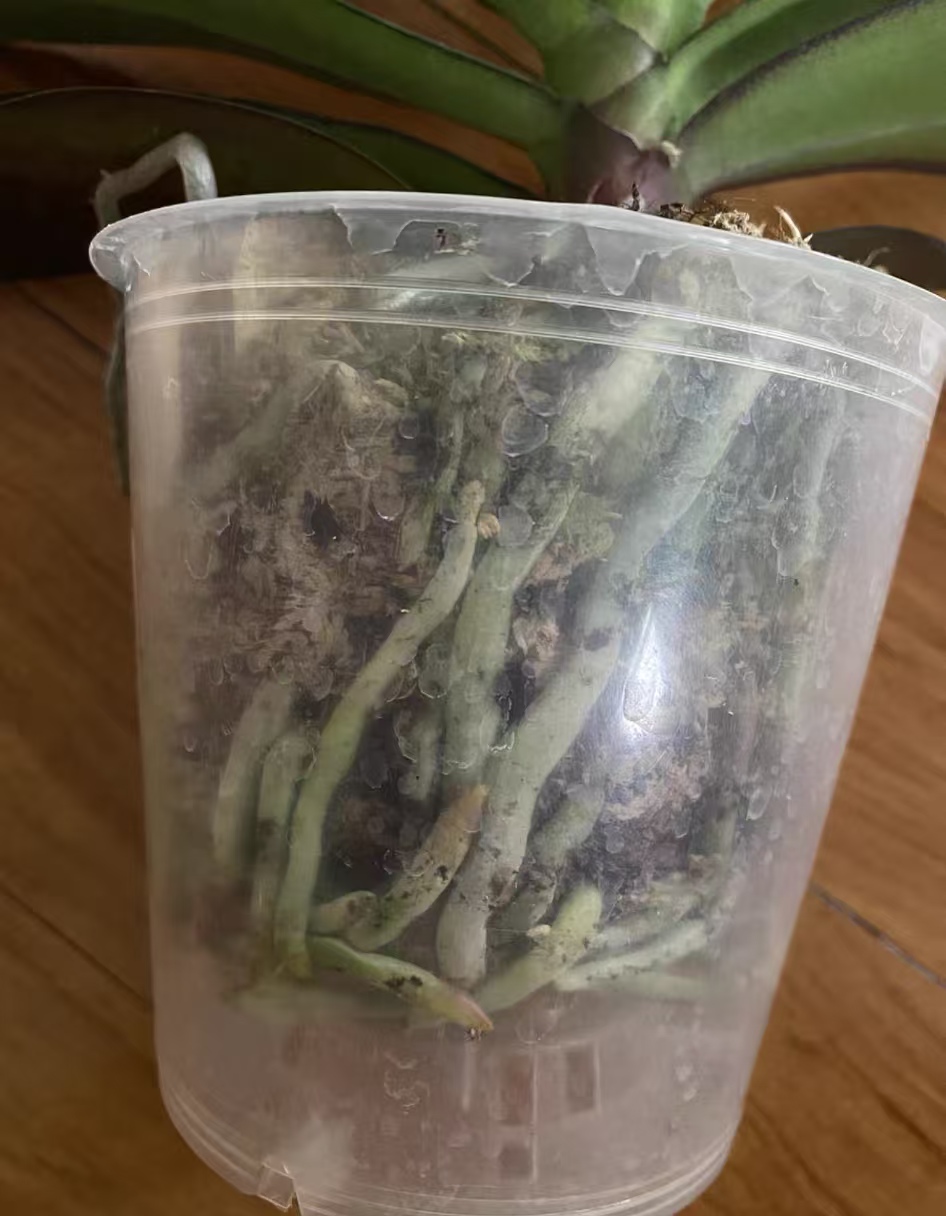 蝴蝶兰的根都烂没了还能生出来吗？兰花的根烂了还有救吗怎么救？