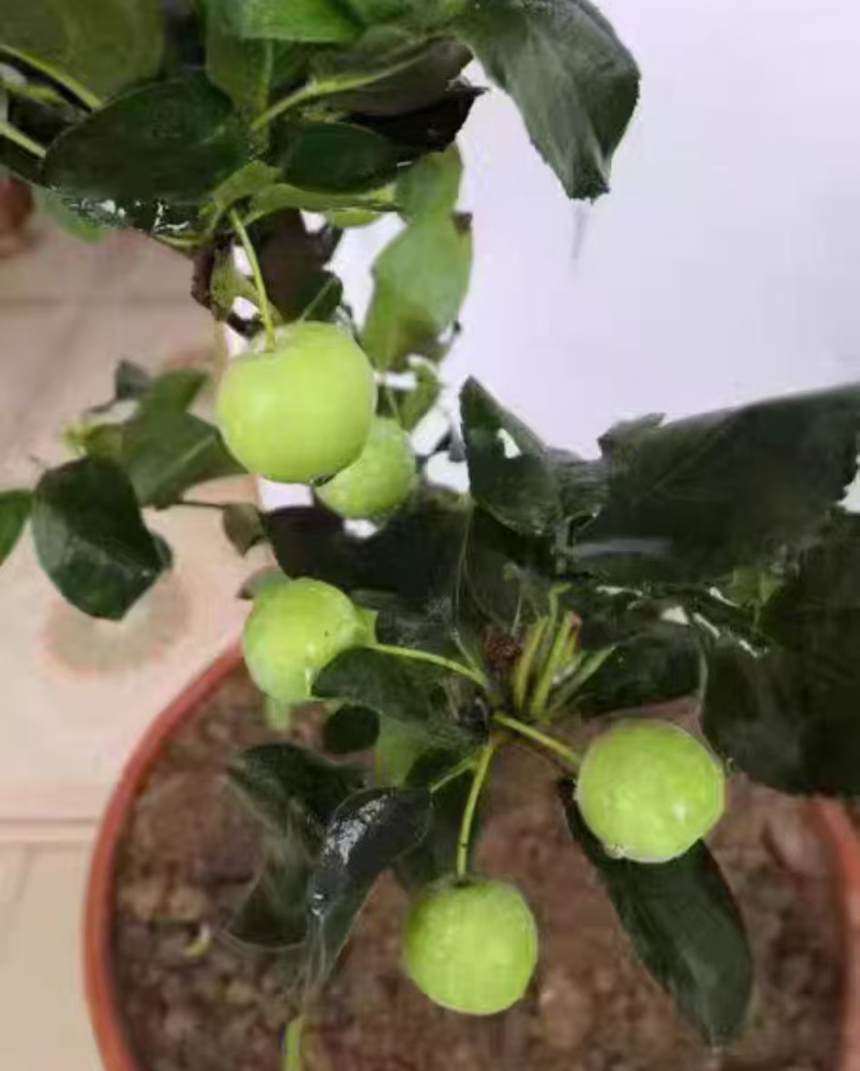 庭院载什么果树比较好呢？旺宅的果树有哪些寓意呢？