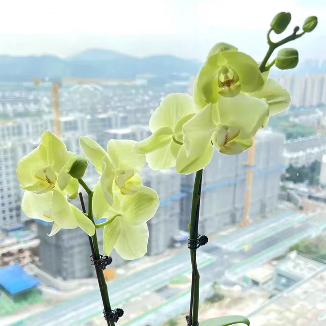 蝴蝶兰诱根后如何移栽蝴蝶兰诱根后如何养护和浇水