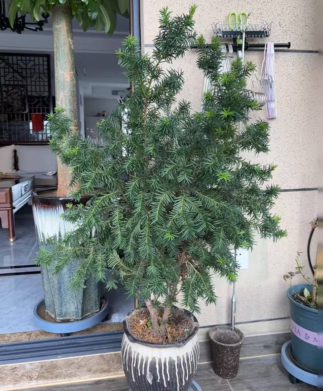 不生虫的植物有哪些呢？蚊虫不喜欢的盆栽有哪些种类？