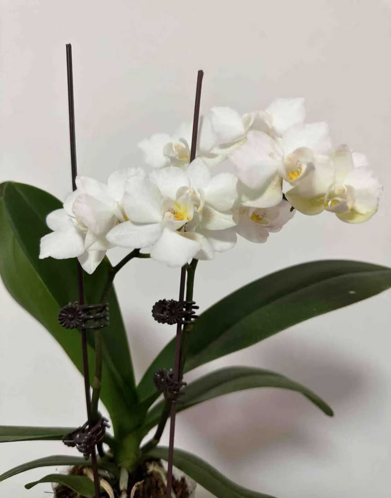买蝴蝶兰怎么挑选好的？买蝴蝶兰花朵数量多少合适呢？