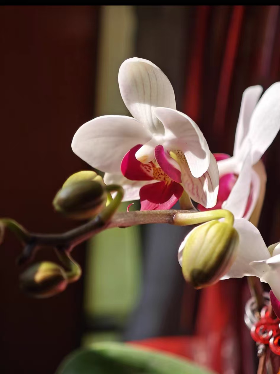 蝴蝶兰干花最简单三个步骤是什么？蝴蝶兰干花怎么做好看又不花钱？