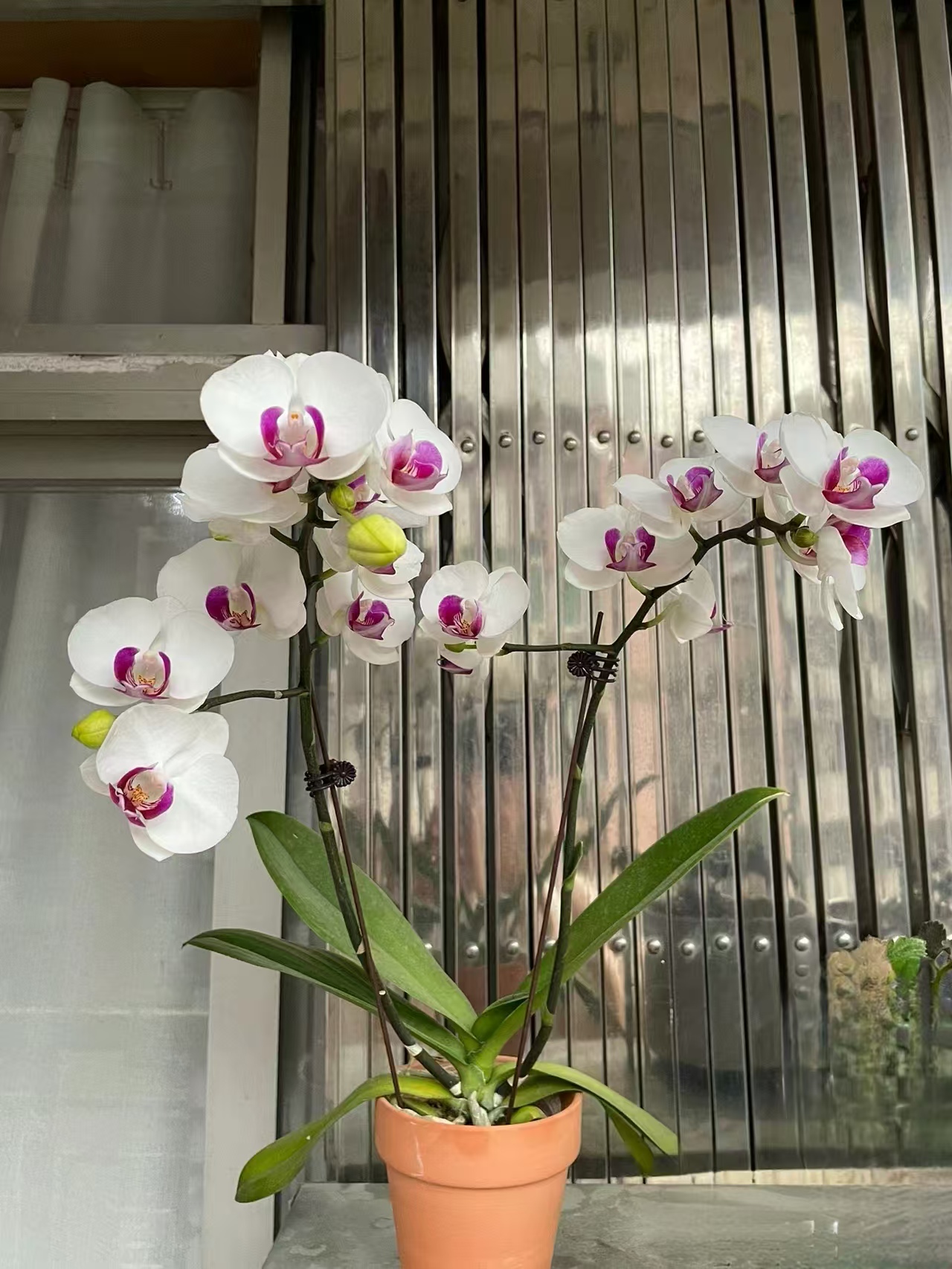 蝴蝶兰根系腐烂怎么补救？蝴蝶兰用什么基质土最好呢？