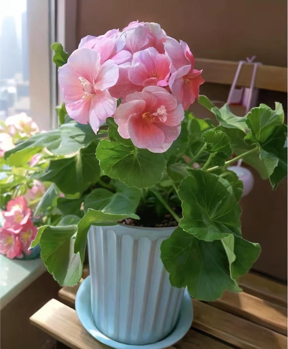 号称开花机器全年开花的品种有哪些呢？常年开花又好养的花盆栽是什么？