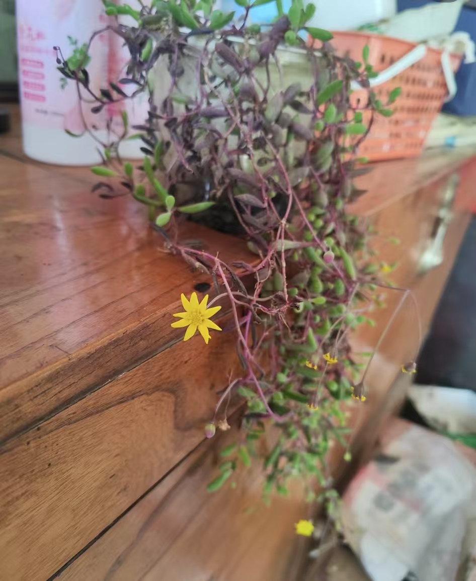 多肉垂吊植物有哪些好养活呢？最皮实好养的多肉是什么？