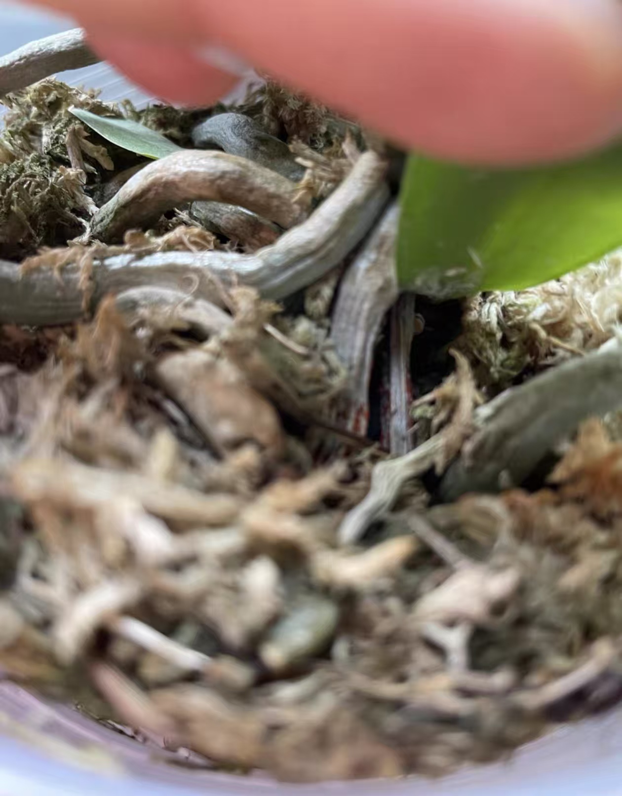 蝴蝶兰开花机制是什么呢？蝴蝶兰四季淋水次数是多少次？