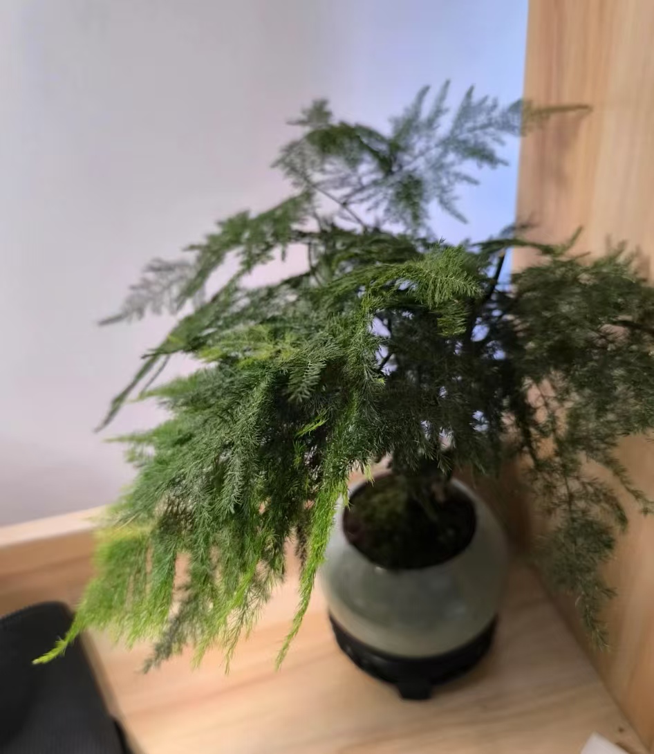 不需要多晒太阳的植物有哪些呢?一晒就发蔫的植物有哪些呢?
