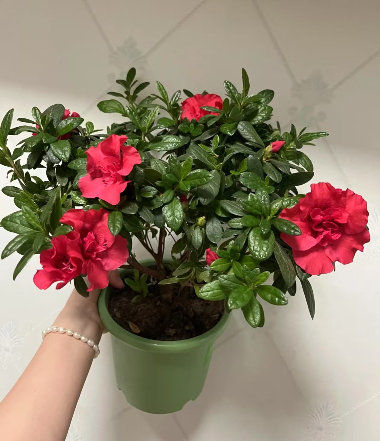 喜欢小盆的植物有哪些？花盆小对花卉生长有什么影响？