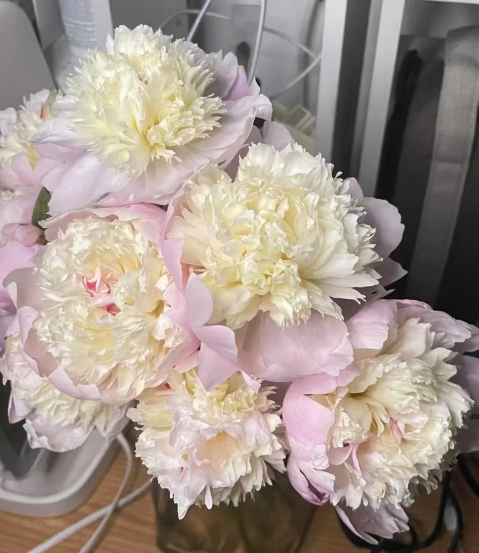 春天家里坚决不能养的花是什么花？蟹爪兰春天不好养怎么回事？