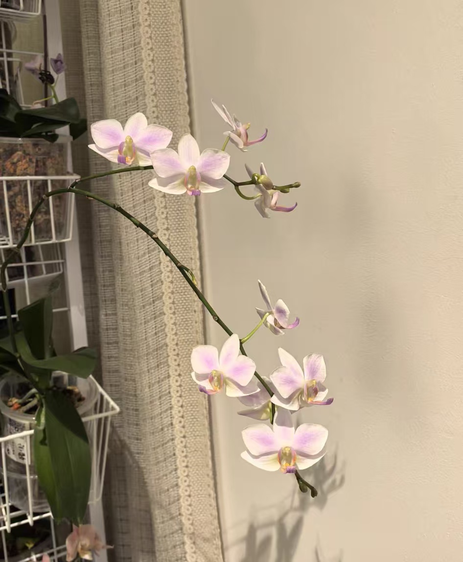 蝴蝶兰消花苞的原因是什么呢？防止刚买回蝴蝶兰花消苞的方法有哪些？