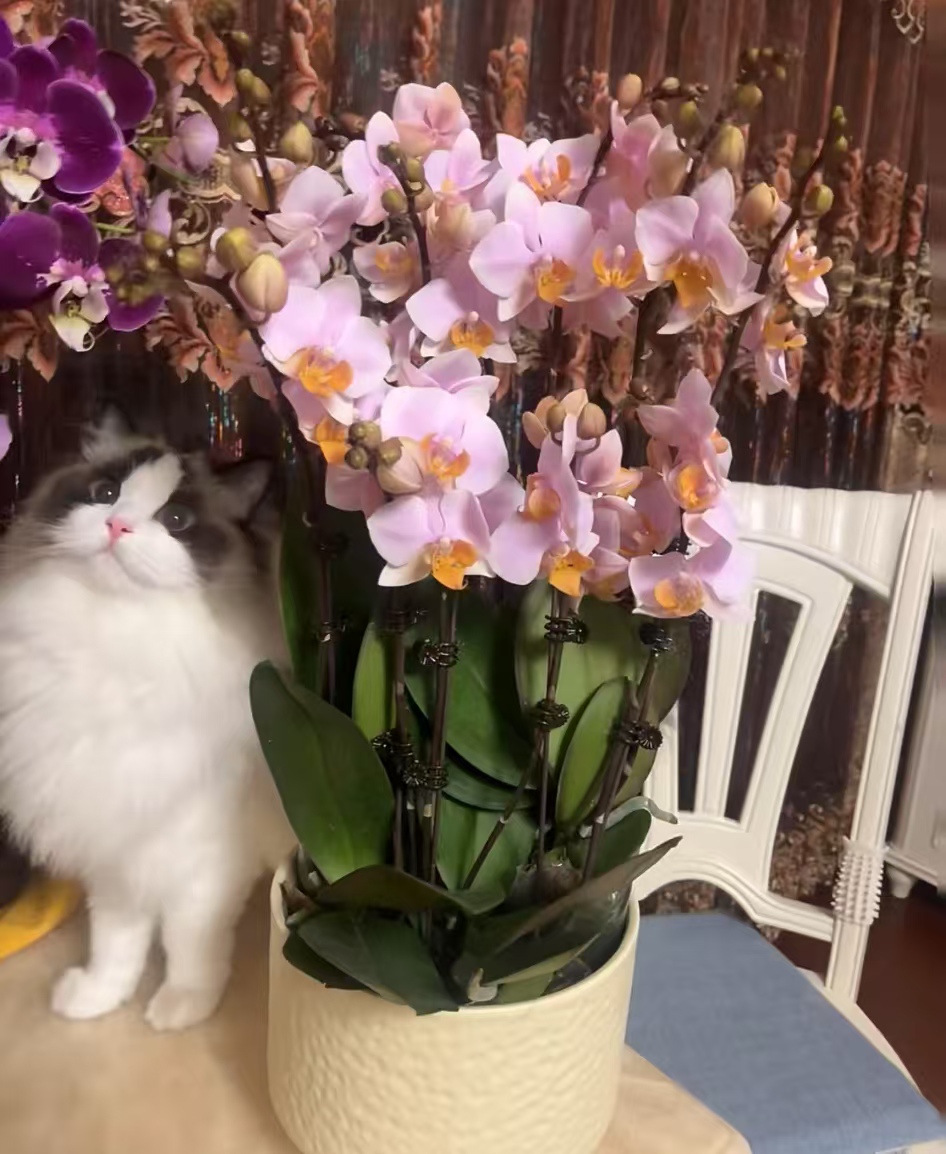 蝴蝶兰猫咪能接触吗有毒吗？猫咪误食兰花叶子怎么办？